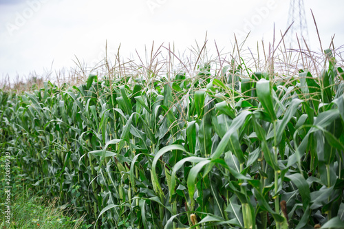 Beautiful cornfields