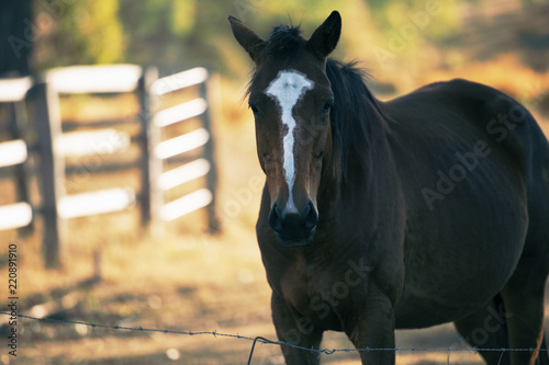 Photography Australian horse in the paddock during the day