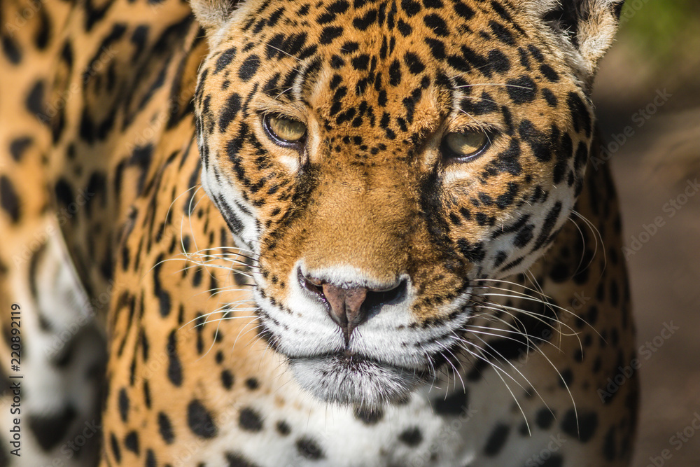 Obraz premium Lampart, Panthera Pardus, zbliżenie, ma piękne cętkowane futro