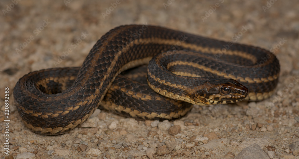 Fototapeta premium Gulf Salt Marsh Snake (Nerodia clarkii clarkii)