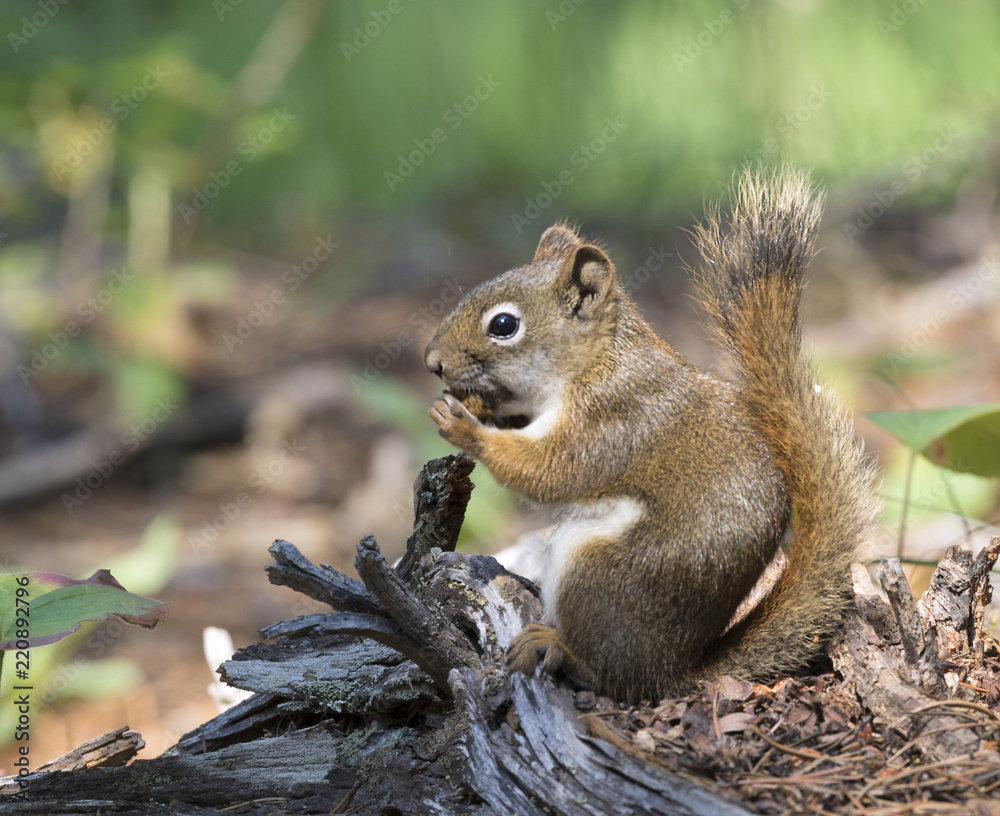 American red squirrel (Tamiasciurus hudsonicus) American red squirrel (Tamiasciurus hudsonicus)
