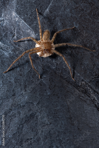 A female wolf spider with her egg sac containing thousand eggs with successively fewer eggs.