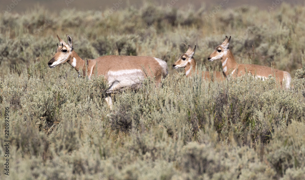 Naklejka premium pronghorn antelopes