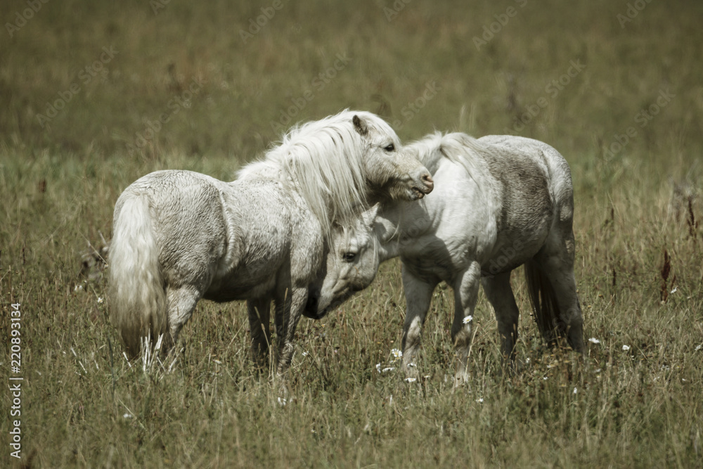 Tender moment between two horses. Tender moment between two horses.