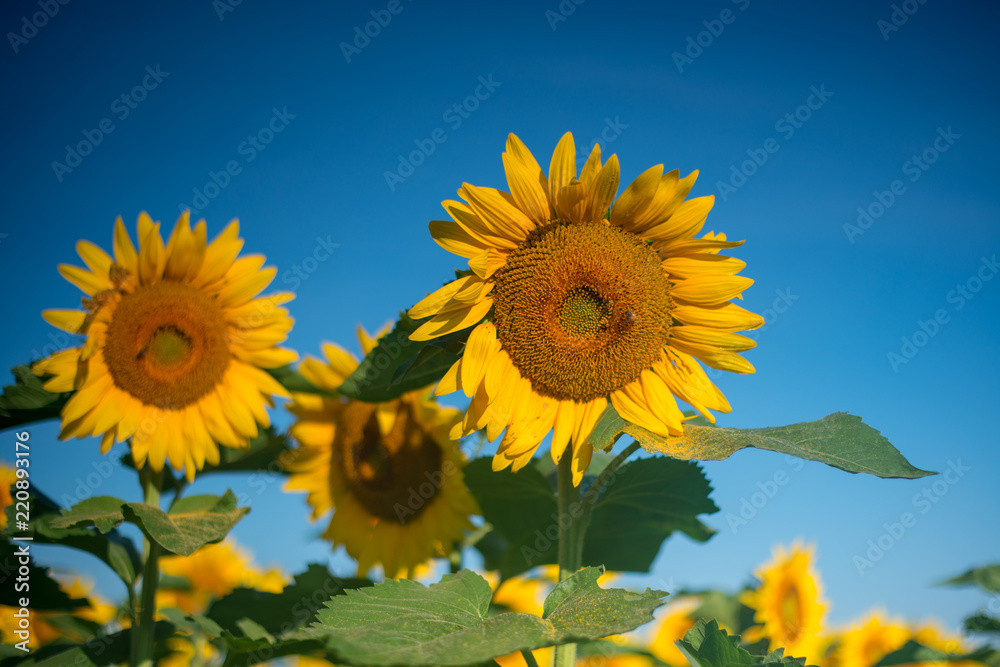 Isolated sunflowers in full bloom under intense blue sky Isolated sunflowers in full bloom under intense blue sky