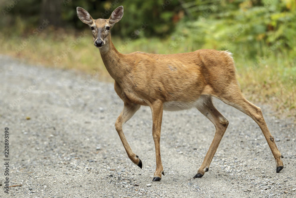 Deer crosses path and looks at camera. Deer crosses path and looks at camera.