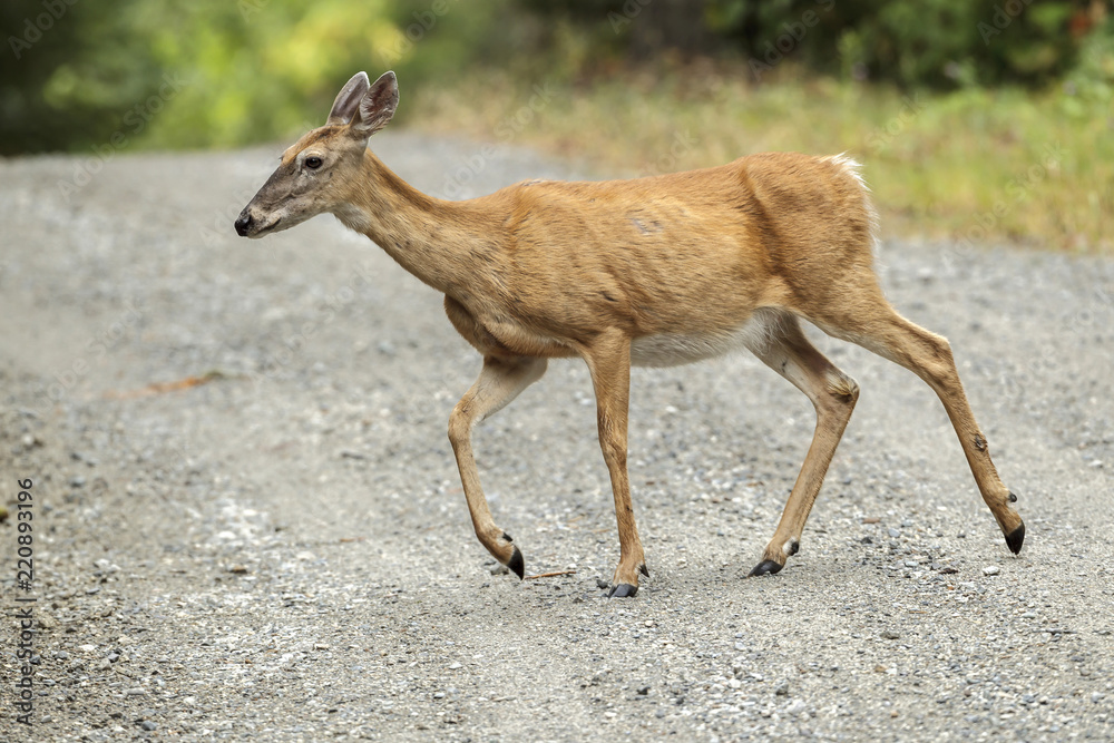 White tailed deer crossing a gravel road. White tailed deer crossing a gravel road.