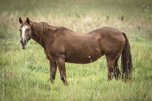 Pretty brown colored horse in field.