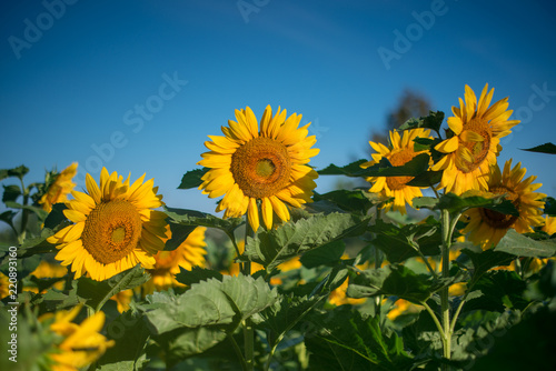 Fototapeta Naklejka Na Ścianę i Meble -  Isolated blooming sunflowers under the early morning sun