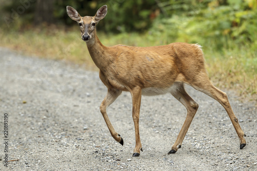 Deer crosses path and looks at camera.