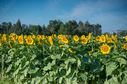 Field of sunflowers in full bloom, blue sky