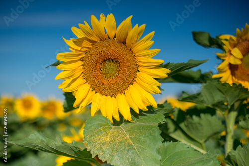 Isolated sunflowers in full bloom  pollen on leaf