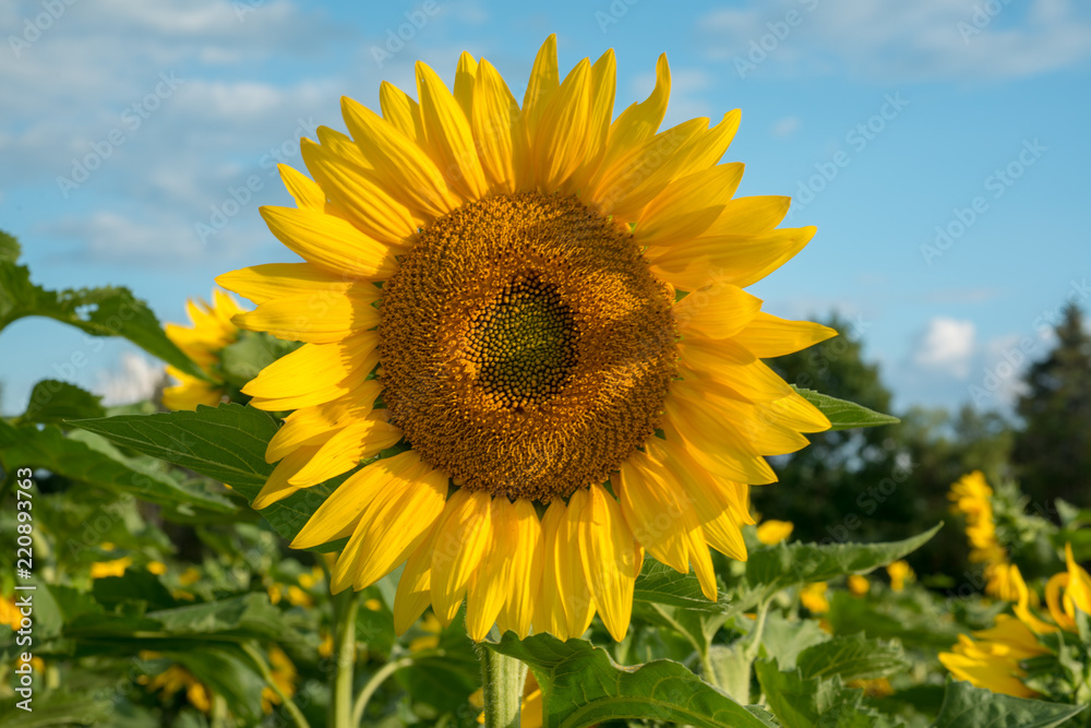 Isolated blooming sunflower under the early morning sun