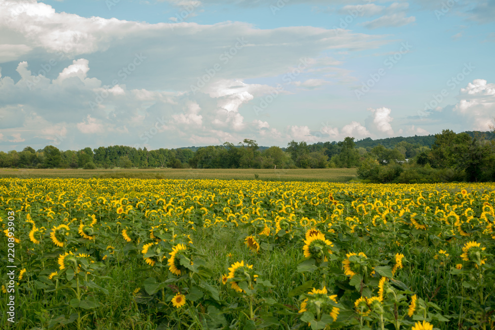 Field of blooming sunflowers under the early morning sun Field of blooming sunflowers under the early morning sun