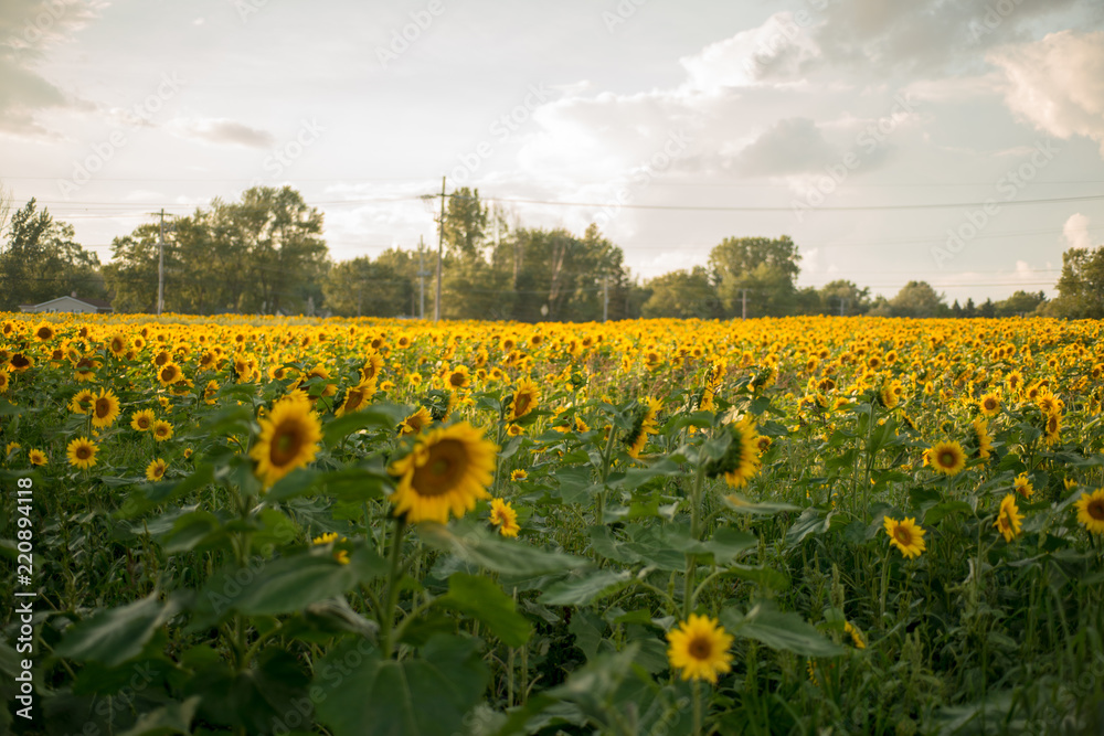 Field of blooming sunflowers under the early morning sun