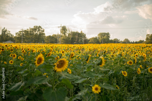 Field of blooming sunflowers under the early morning sun