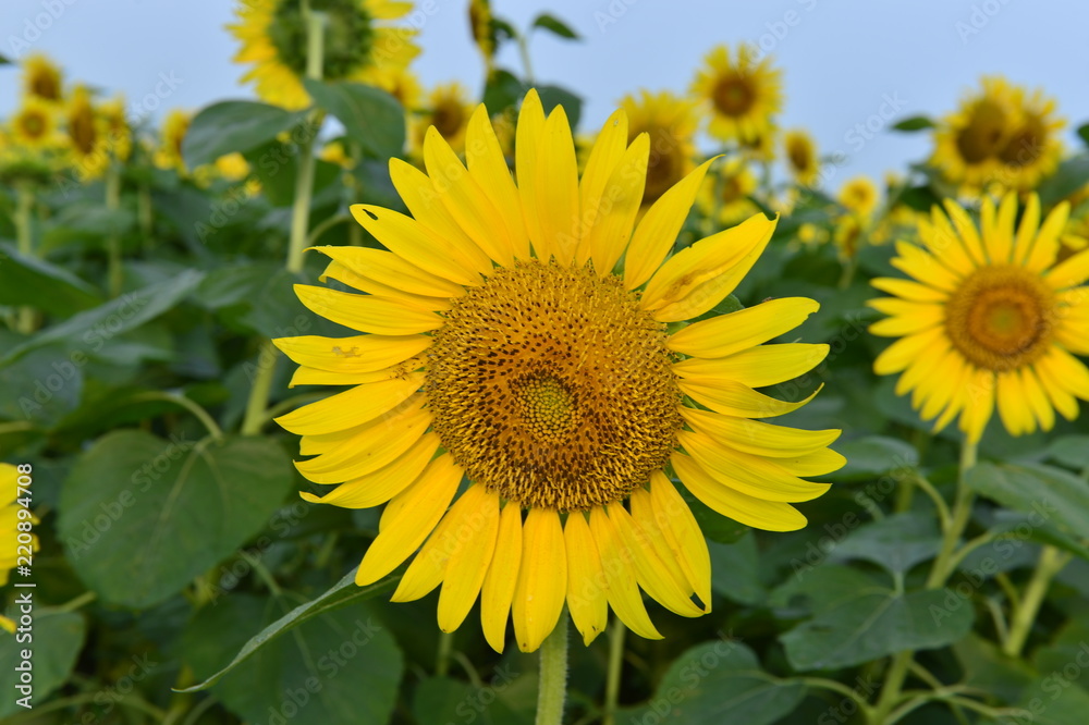 Sunflowers in the field