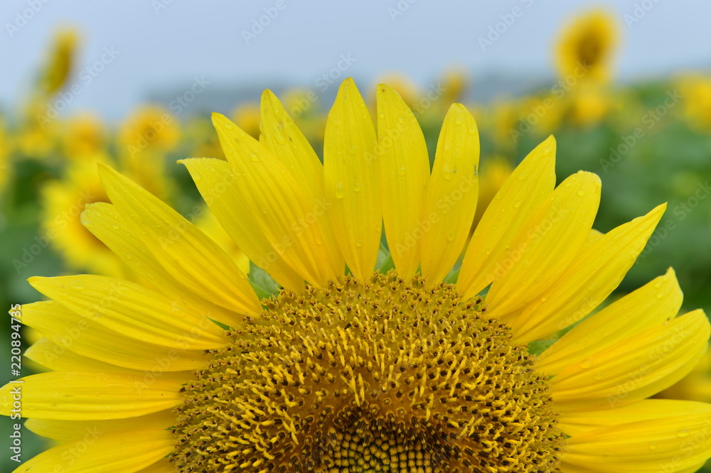 Naklejka premium Sunflowers in the field