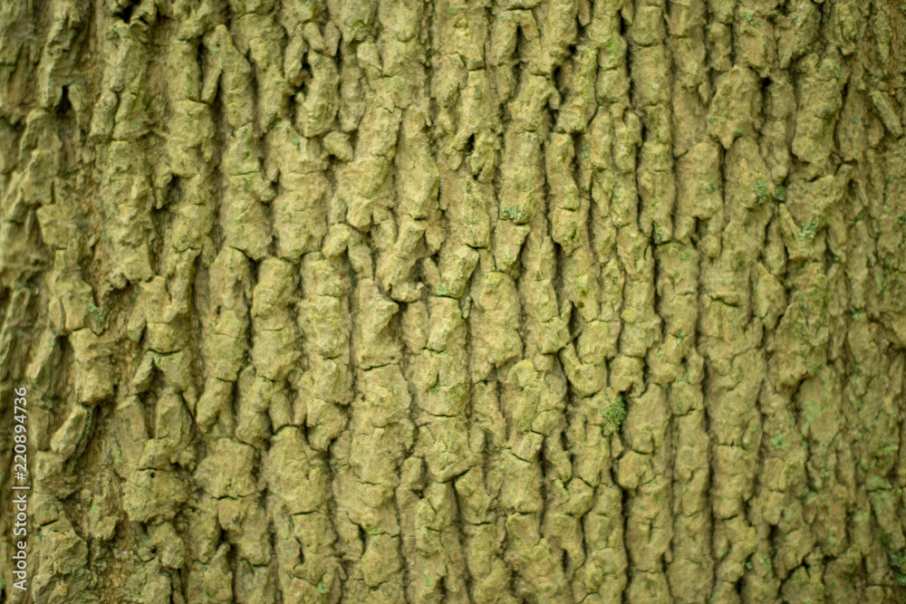 Isolated tree bark texture