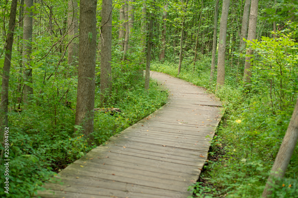 Boardwalk over low lying area on the path in Asbury woods