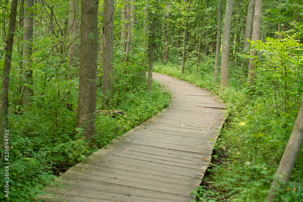 Boardwalk over low lying area on the path in Asbury woods Boardwalk over low lying area on the path in Asbury woods