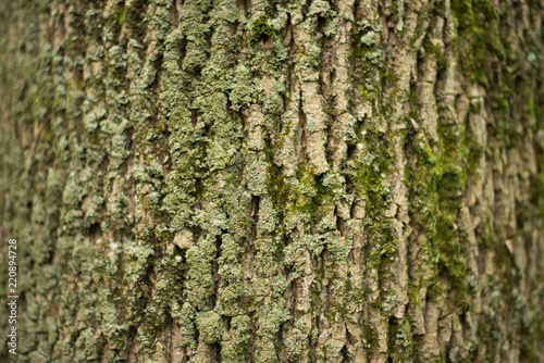 Tree back texture