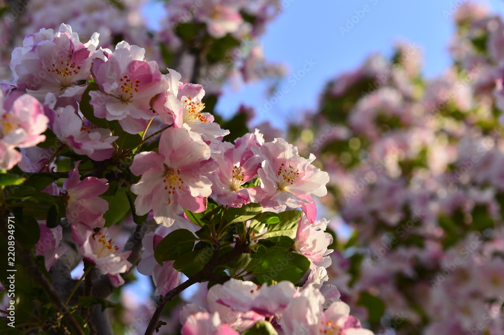 Fototapeta premium Chinese flowering crab-apple in spring