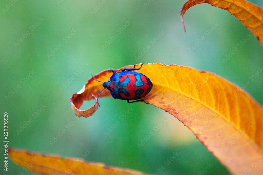 Christmas Beetle and Leaf Stock Photo Adobe Stock