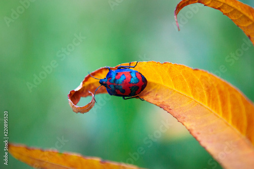Christmas Beetle and Leaf