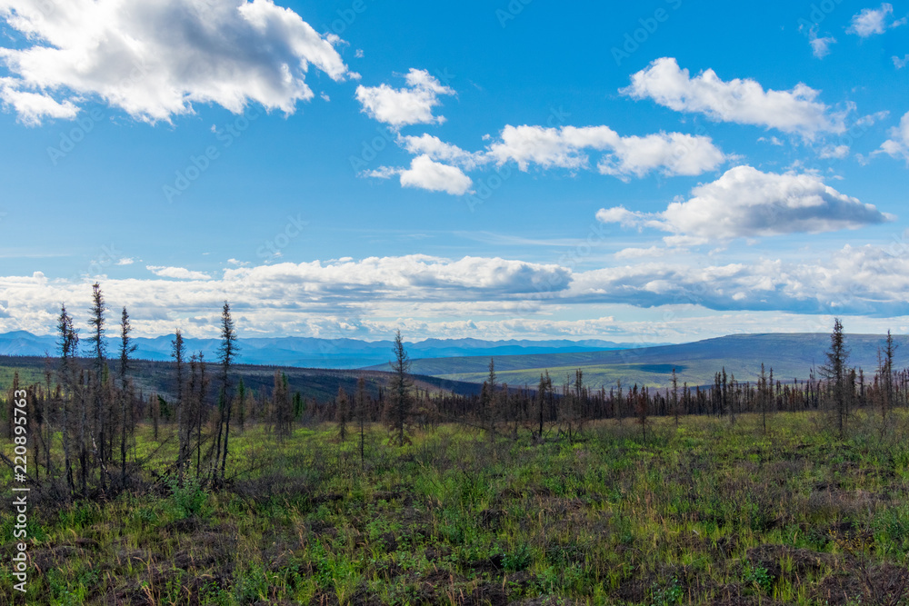 Fire Burned Forest Along The Dempster Highway, Canada
