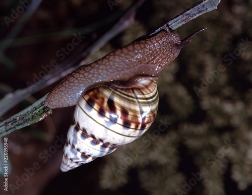 Liguus Tree Snail (Liguus Fasciatus Versicolor) photo