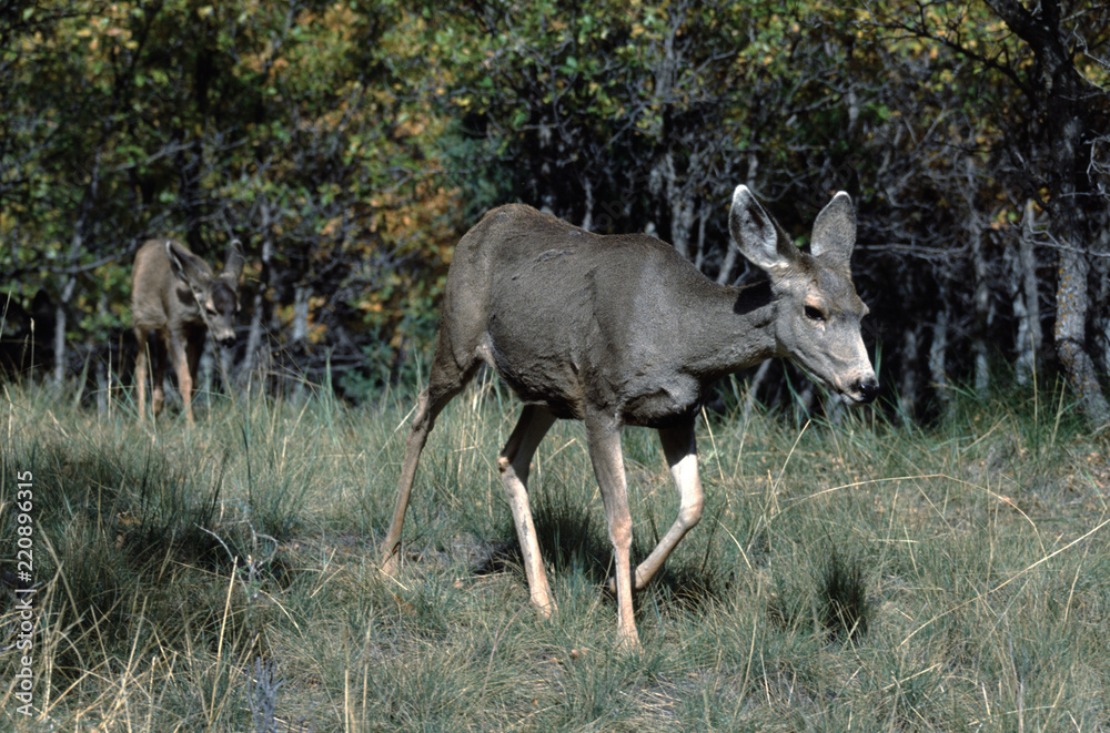 Mule Deer (Odocoileus Hemionus) Mule Deer (Odocoileus Hemionus)