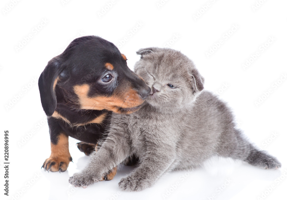 playful dachshund puppy licking tiny kitten.  isolated on white background