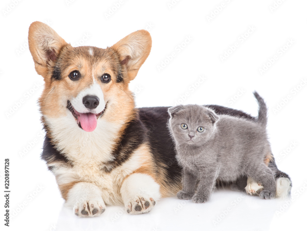 Corgi puppy with tiny kitten lying together in side view. isolated on white background