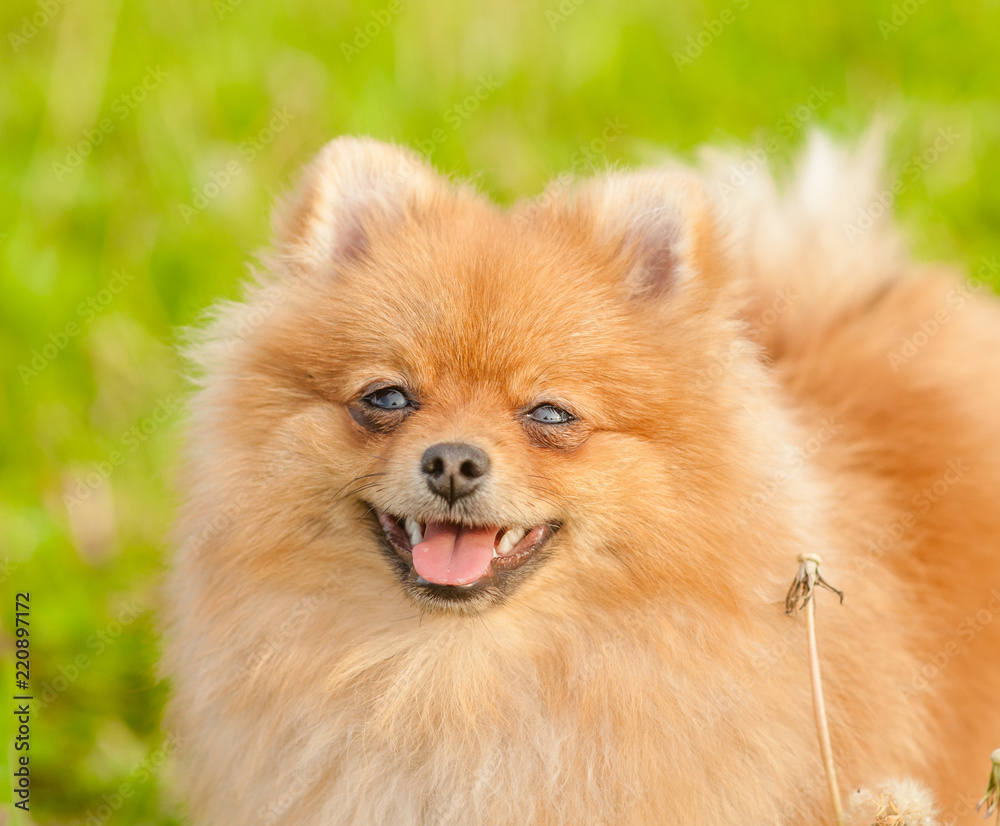 Close up spitz puppy sitting on summer grass Close up spitz puppy sitting on summer grass