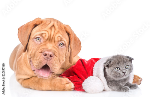 Fototapeta Naklejka Na Ścianę i Meble -  bordeaux puppy with kitten in red christmas hat. isolated on white background