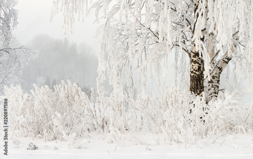 Winter nature background. Hoarfrost on branches of trees. Cold snowy weather. Frosty winter. Snowy plants. Christmas and New Year background. Amazing winter