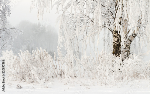 Obraz na płótnie Winter nature background. Hoarfrost on branches of trees. Cold snowy weather. Frosty winter. Snowy plants. Christmas and New Year background. Amazing winter w salonie
