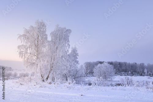 Winter nature landscape. Hoarfrost on trees. Snowy plants. Christmas background