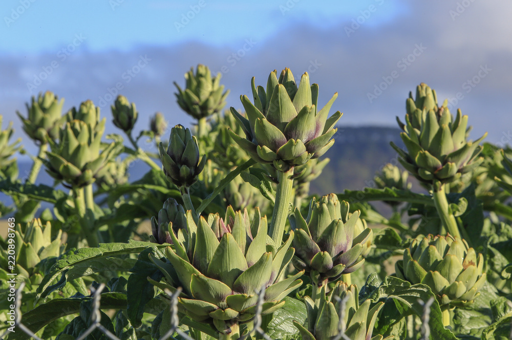 artichoke flower on field artichoke flower on field
