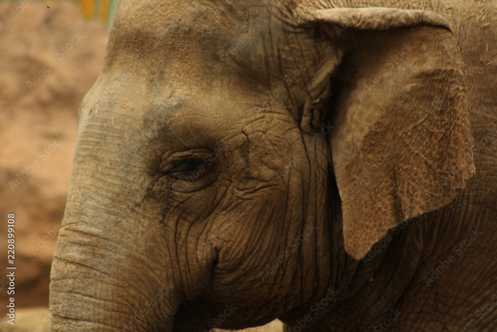 Fototapeta premium LIFE BEHIND A PHOTOGRAPHY