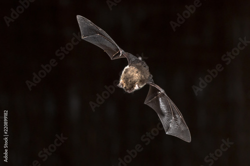 Flying Natterers bat looking down
