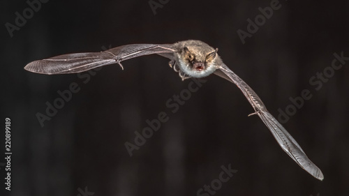 Flying bat on grey background