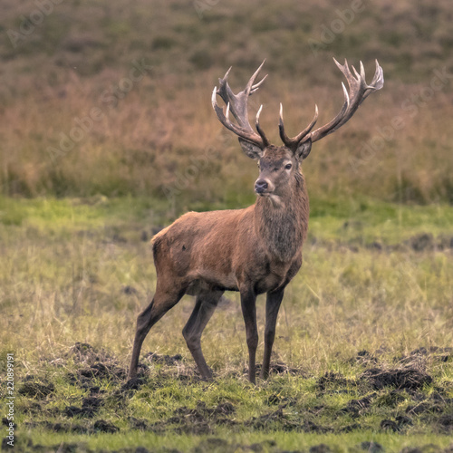 Strong male red deer