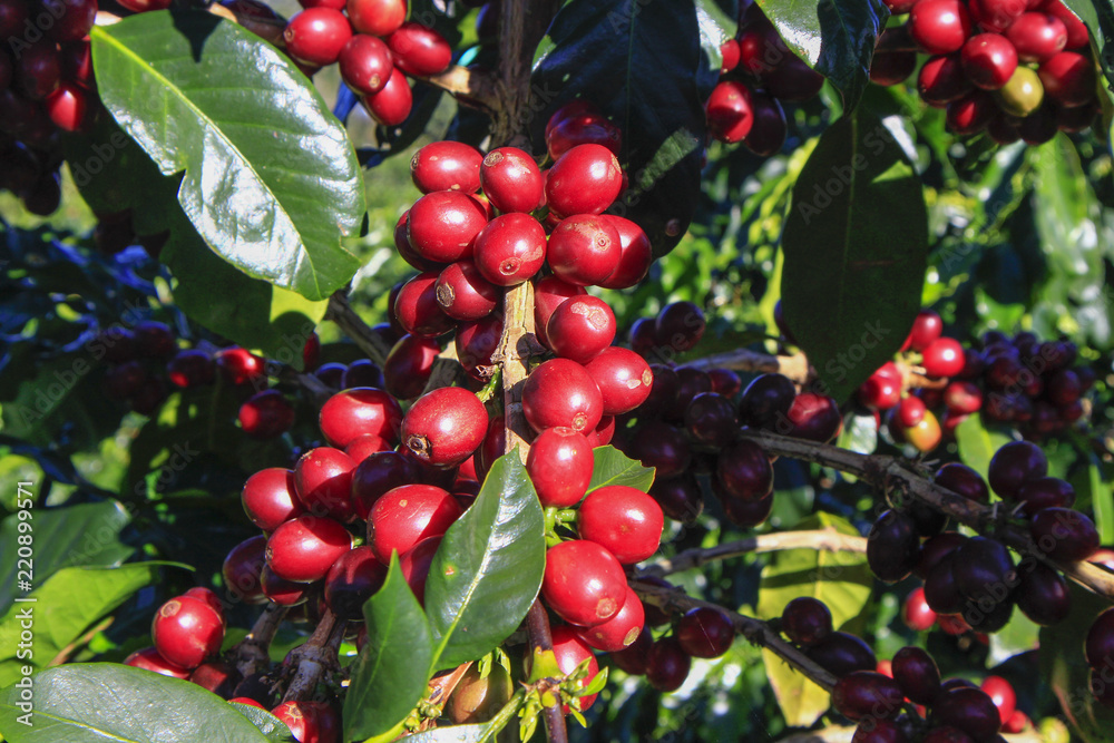 Coffee tree with coffee bean on cafe plantation Coffee tree with coffee bean on cafe plantation