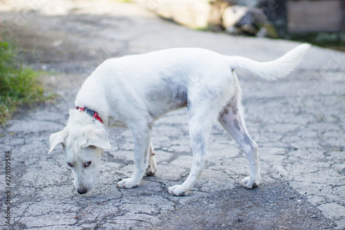White lonely dog in a collar looks punished.