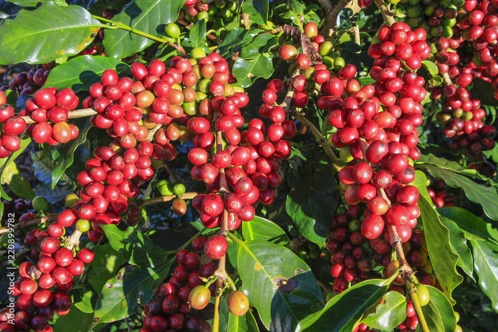 Coffee tree with coffee bean on cafe plantation Coffee tree with coffee bean on cafe plantation