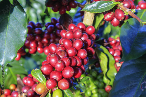 Coffee tree with coffee bean on cafe plantation