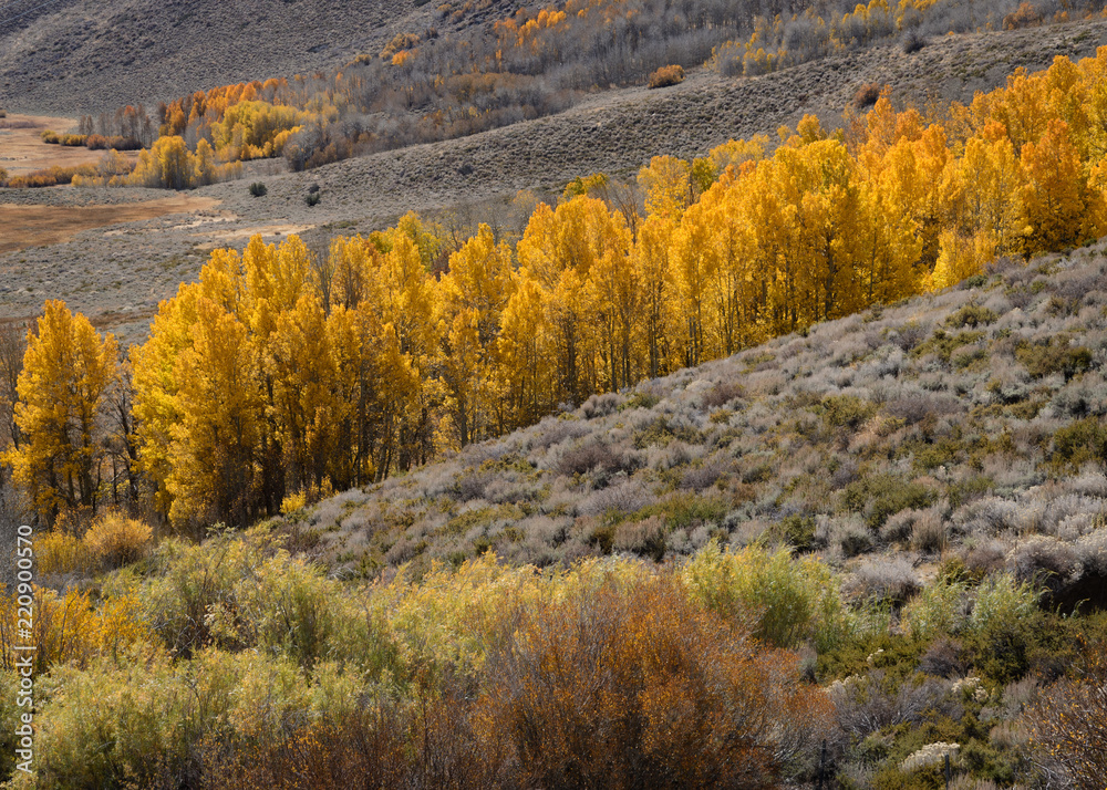 Aspen Trees in fall Eastern Sierra Nevada 