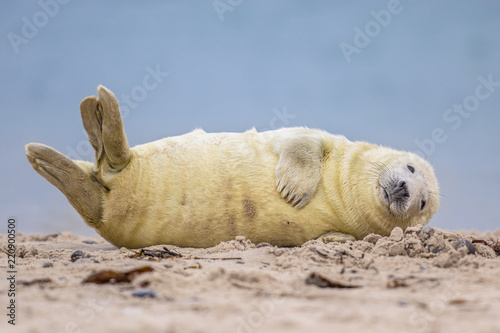 Komiczny szczeniak z foki szarej na plaży